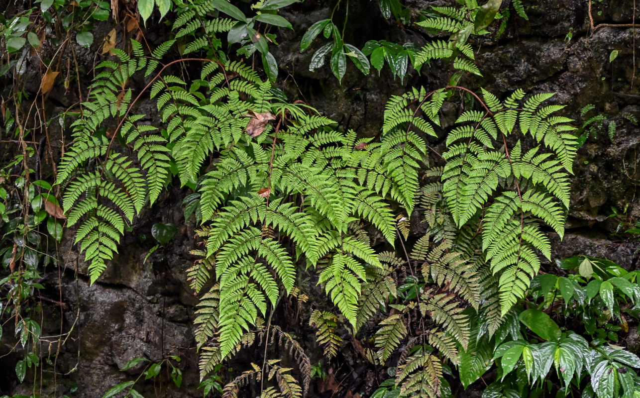 Image of Ctenitis subglandulosa specimen.