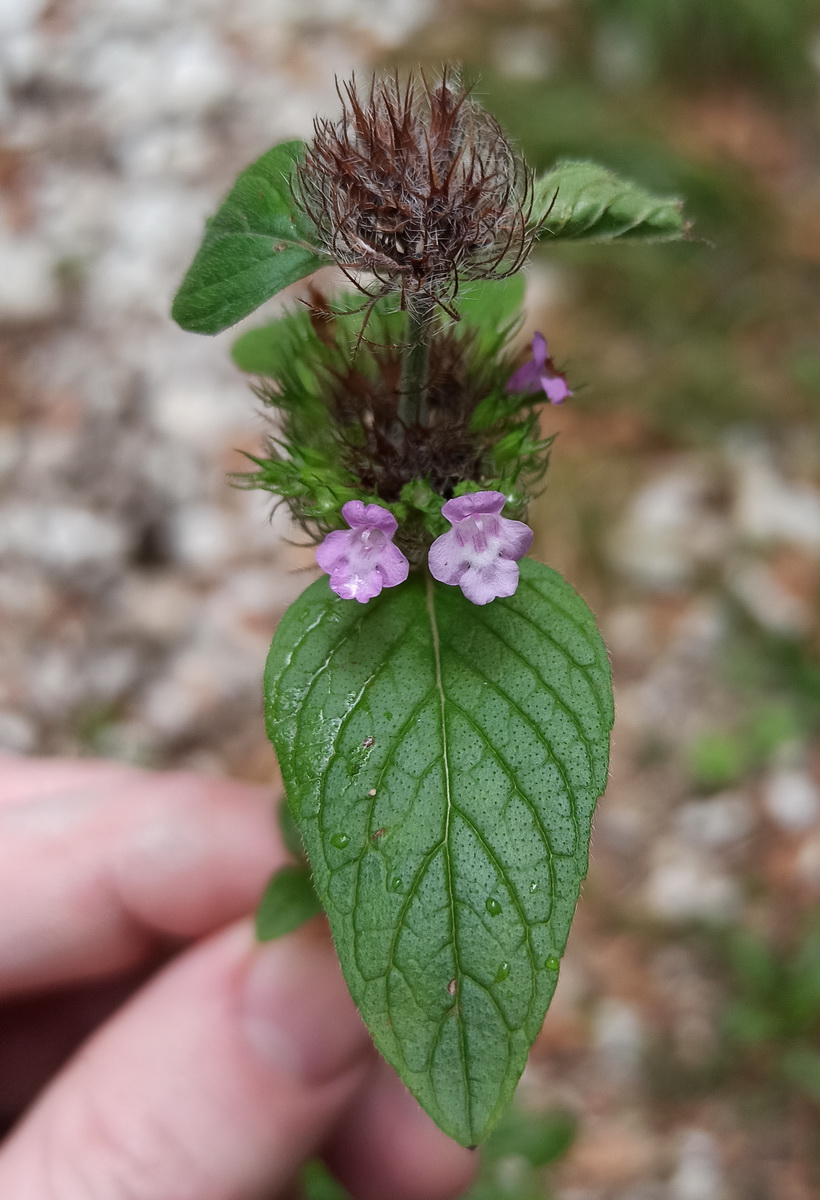 Изображение особи Clinopodium vulgare.