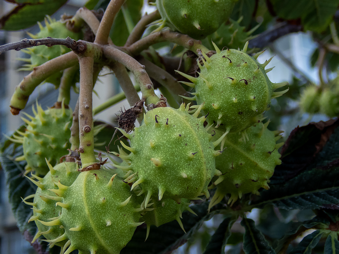 Изображение особи Aesculus hippocastanum.
