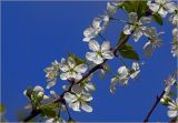 Смотреть изображение Prunus domestica