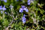 View full-size image Rosmarinus officinalis