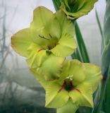 View full-size image Gladiolus × gandavensis