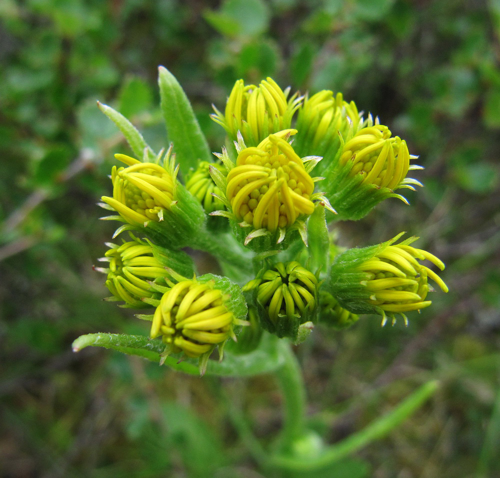 Изображение особи Tephroseris integrifolia.