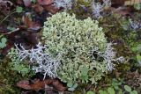 View full-size image Cladonia foliacea