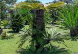Смотреть изображение Cycas revoluta