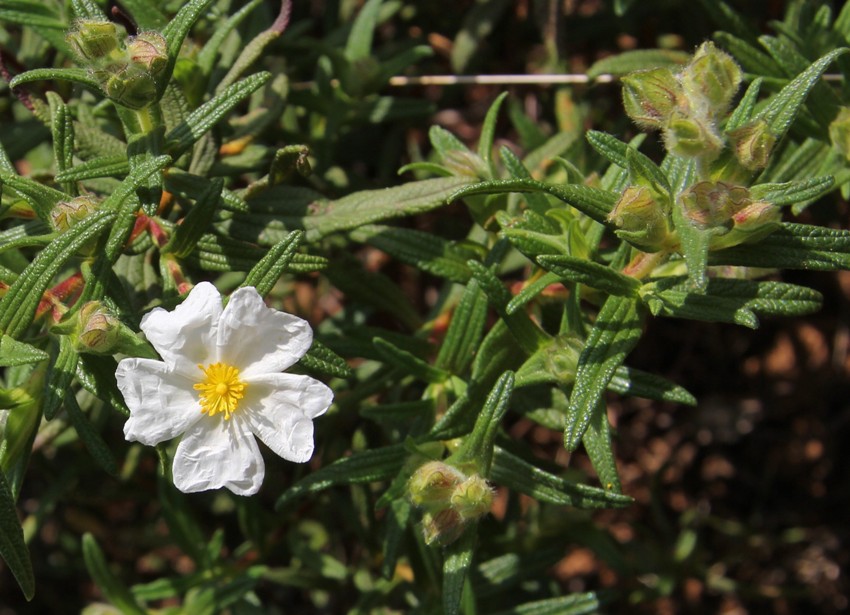 Image of Cistus monspeliensis specimen.