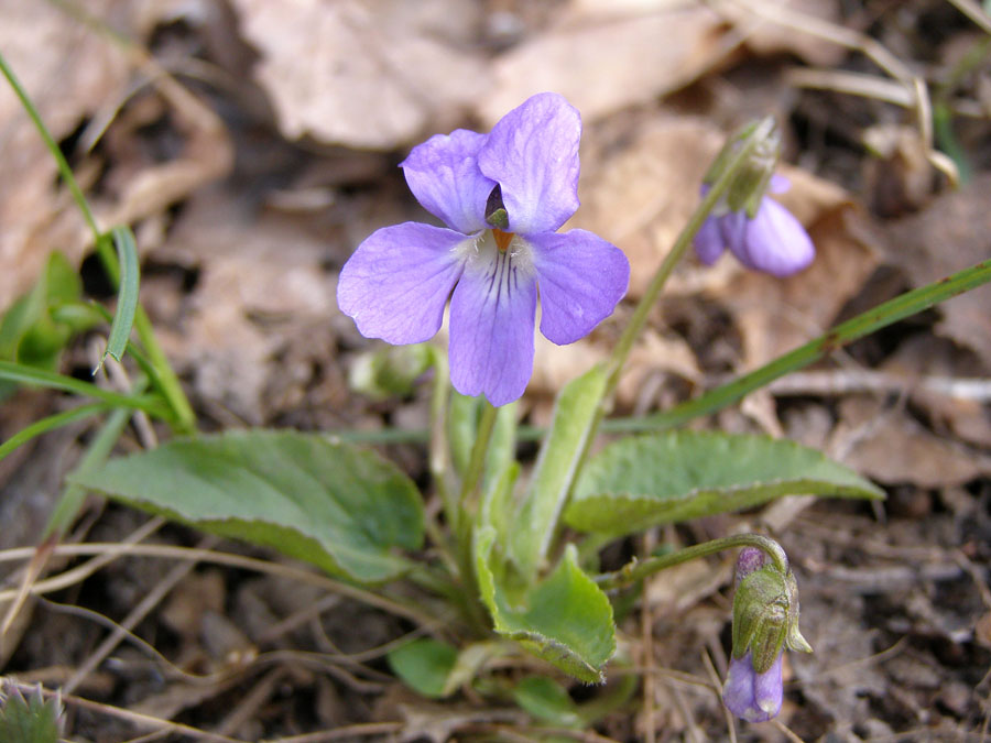 Изображение особи Viola hirta.