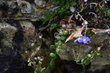 View full-size image Veronica liwanensis