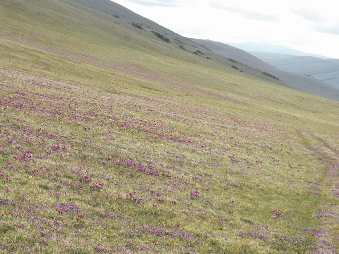 Image of Oxytropis macrosema specimen.