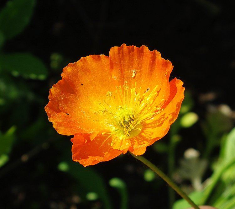 Image of genus Papaver specimen.