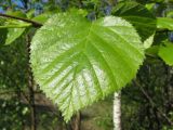 Betula pubescens