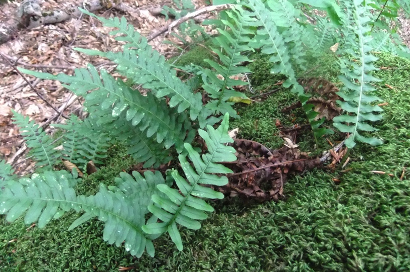 Image of Polypodium vulgare specimen.