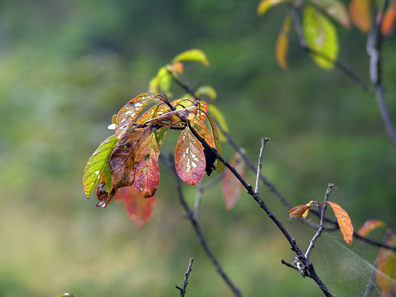 Image of Frangula alnus specimen.