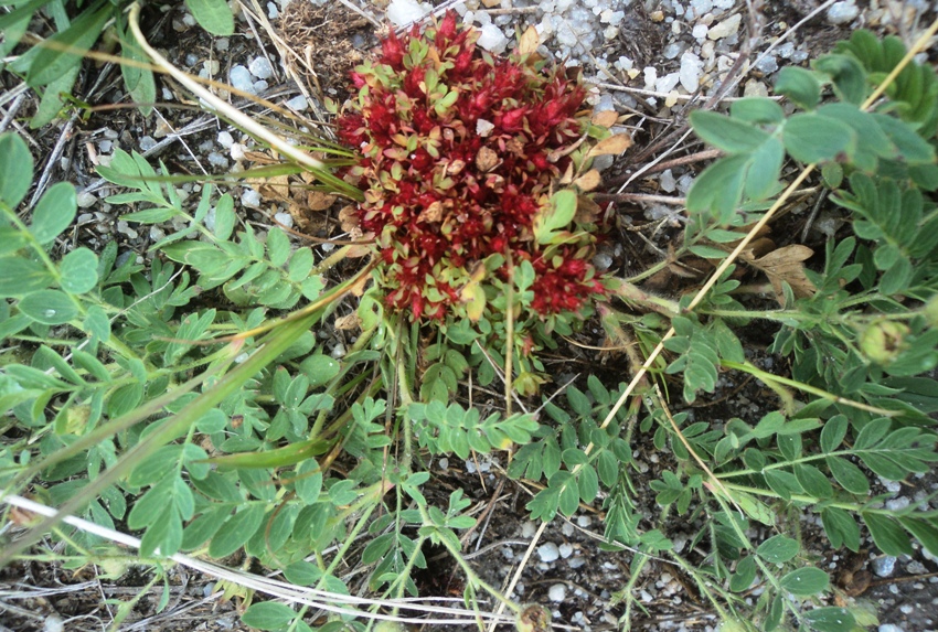 Image of Potentilla bifurca specimen.