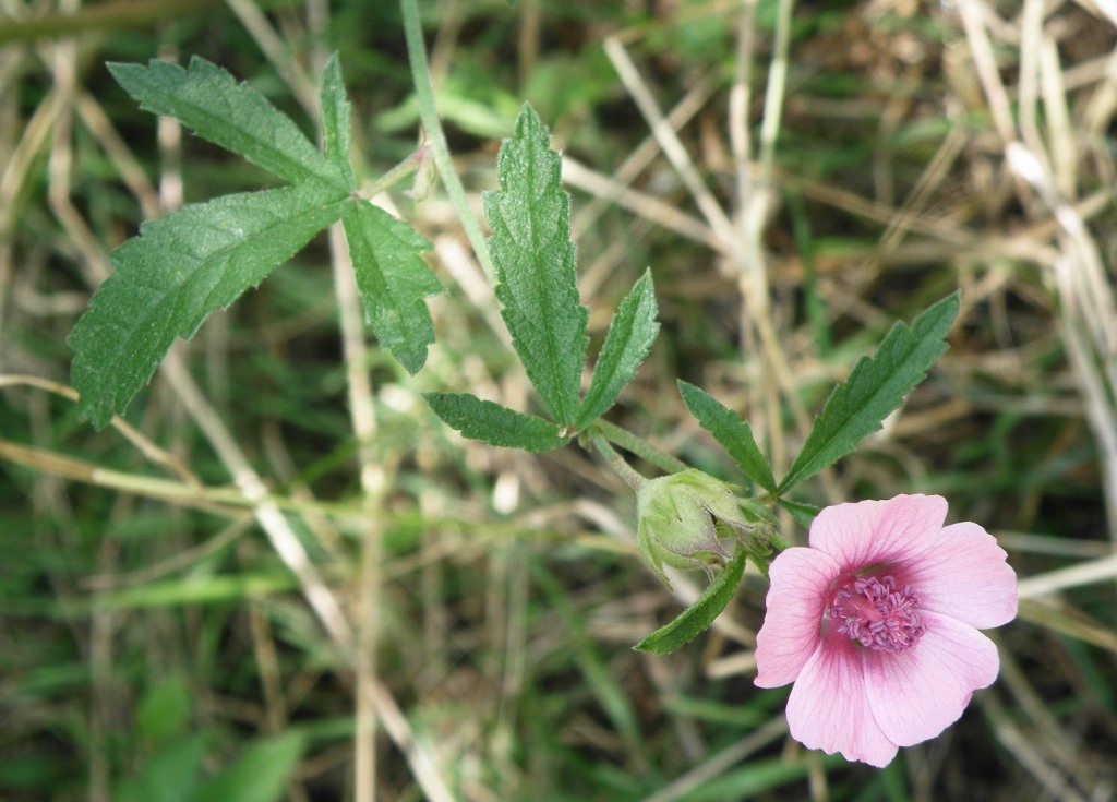 Image of Althaea cannabina specimen.