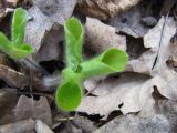 Hepatica nobilis