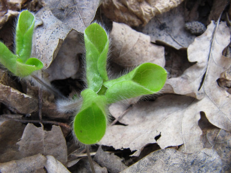 Image of Hepatica nobilis specimen.