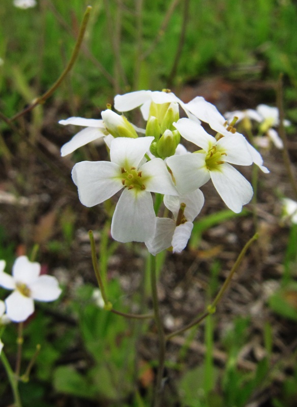 Image of Arabidopsis arenosa specimen.