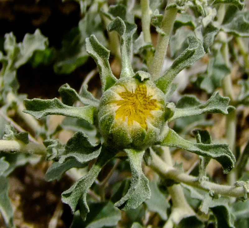 Image of Anvillea garcinii specimen.