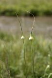 Allium longicuspis. Верхушка расцветающего растения. Южный Казахстан, Верхний Боролдай. 29.06.2011.