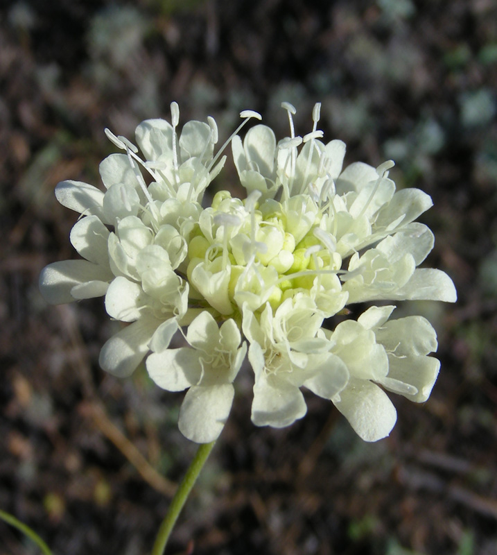 Image of Scabiosa ochroleuca specimen.