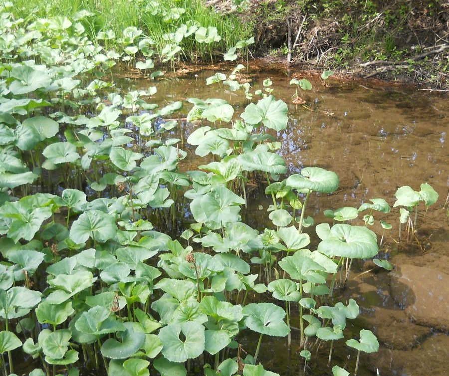 Image of Petasites radiatus specimen.