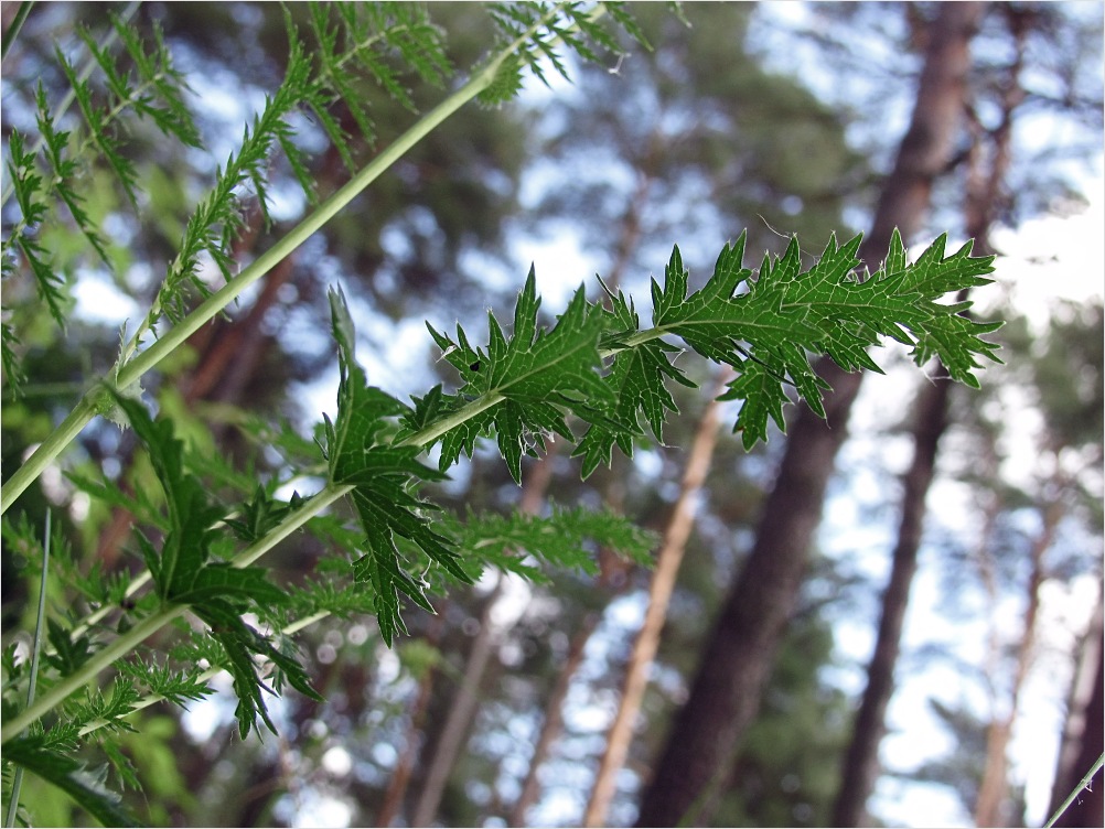 Изображение особи Filipendula vulgaris.