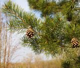 Pinus sylvestris subspecies kulundensis. Часть ветви с прошлогодними шишками. Казахстан, Восточно-Казахстанская обл., Усть-Каменогорск, берег р. Иртыш, в культуре. 24.04.2012.