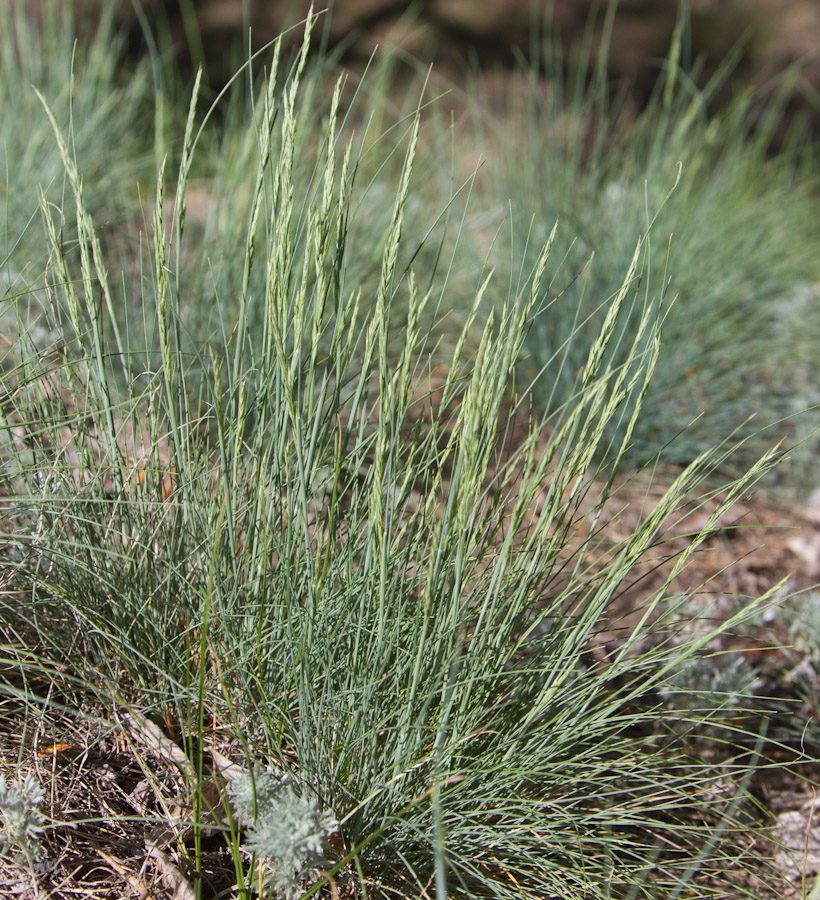 Image of Festuca valesiaca specimen.