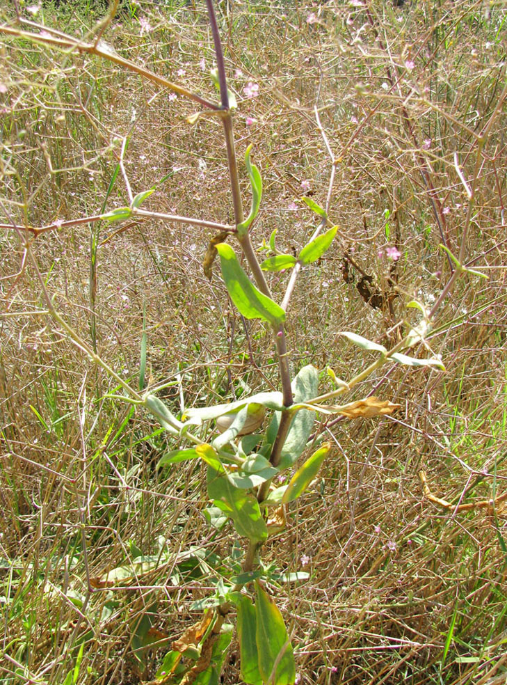 Image of Gypsophila perfoliata specimen.