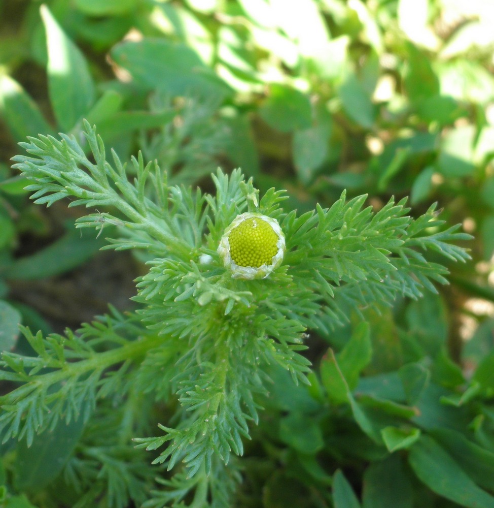 Image of Matricaria discoidea specimen.