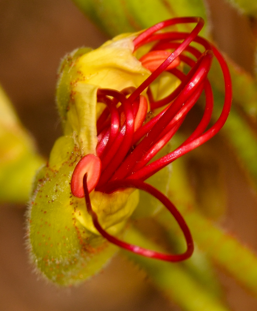 Изображение особи Caesalpinia gilliesii.