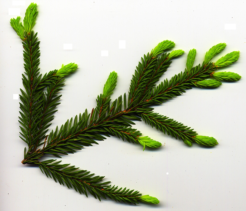 Image of Picea abies specimen.