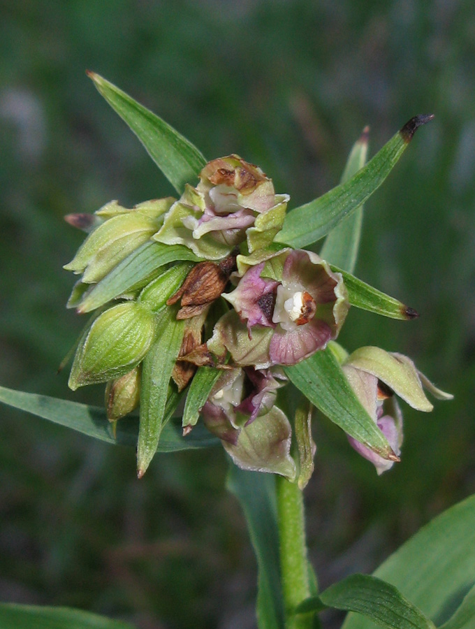 Image of Epipactis helleborine specimen.