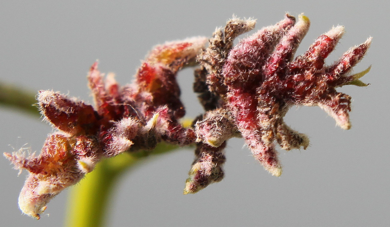 Image of Gleditsia triacanthos specimen.