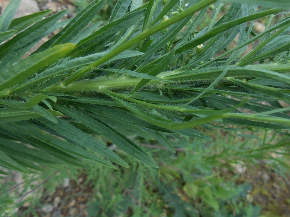 Image of Conyza canadensis specimen.