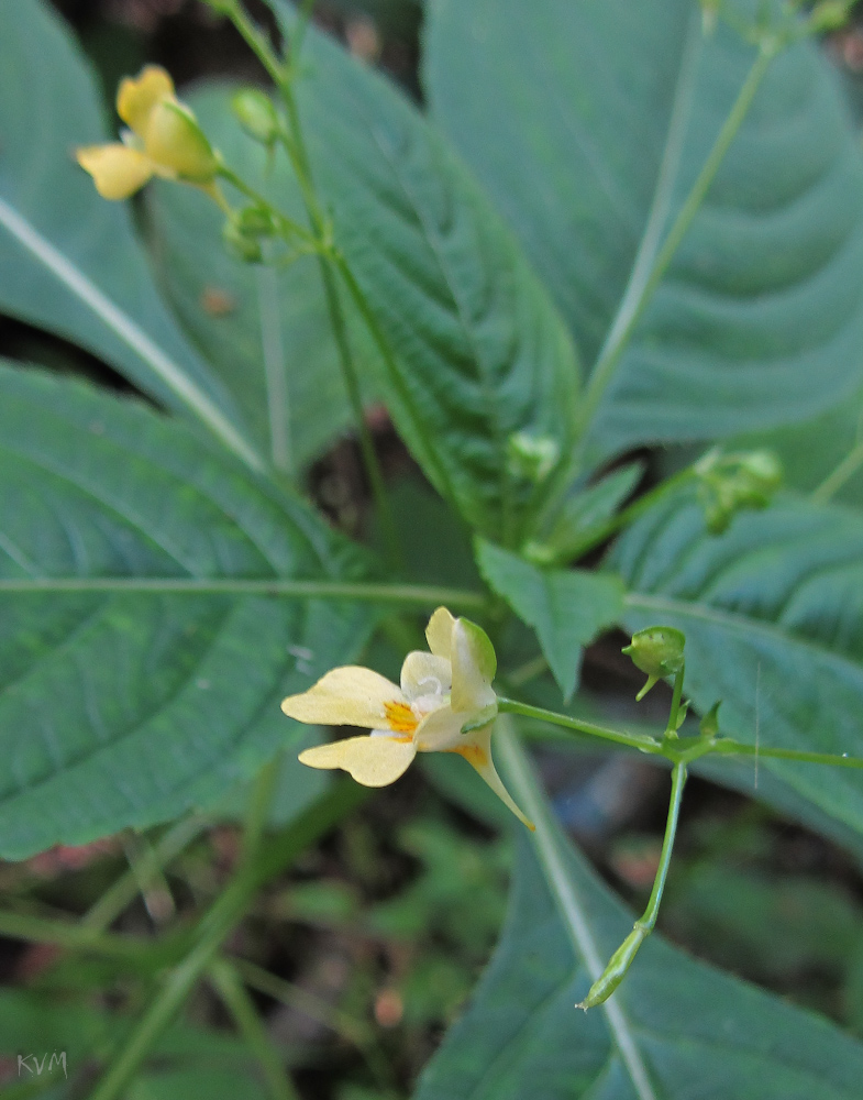 Image of Impatiens parviflora specimen.