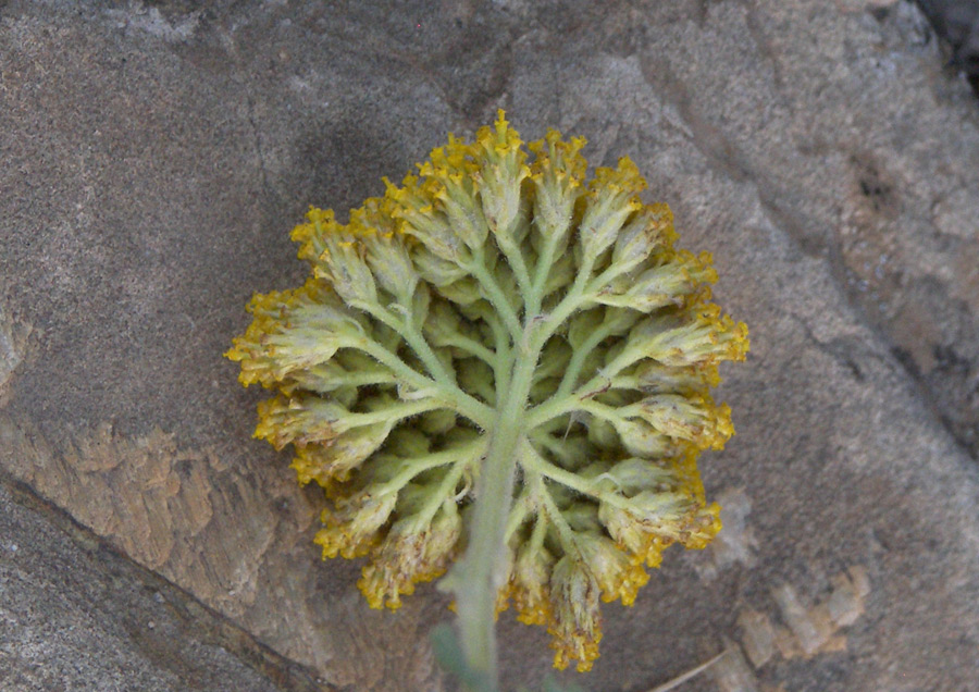 Изображение особи Achillea filipendulina.