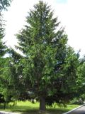 Picea abies