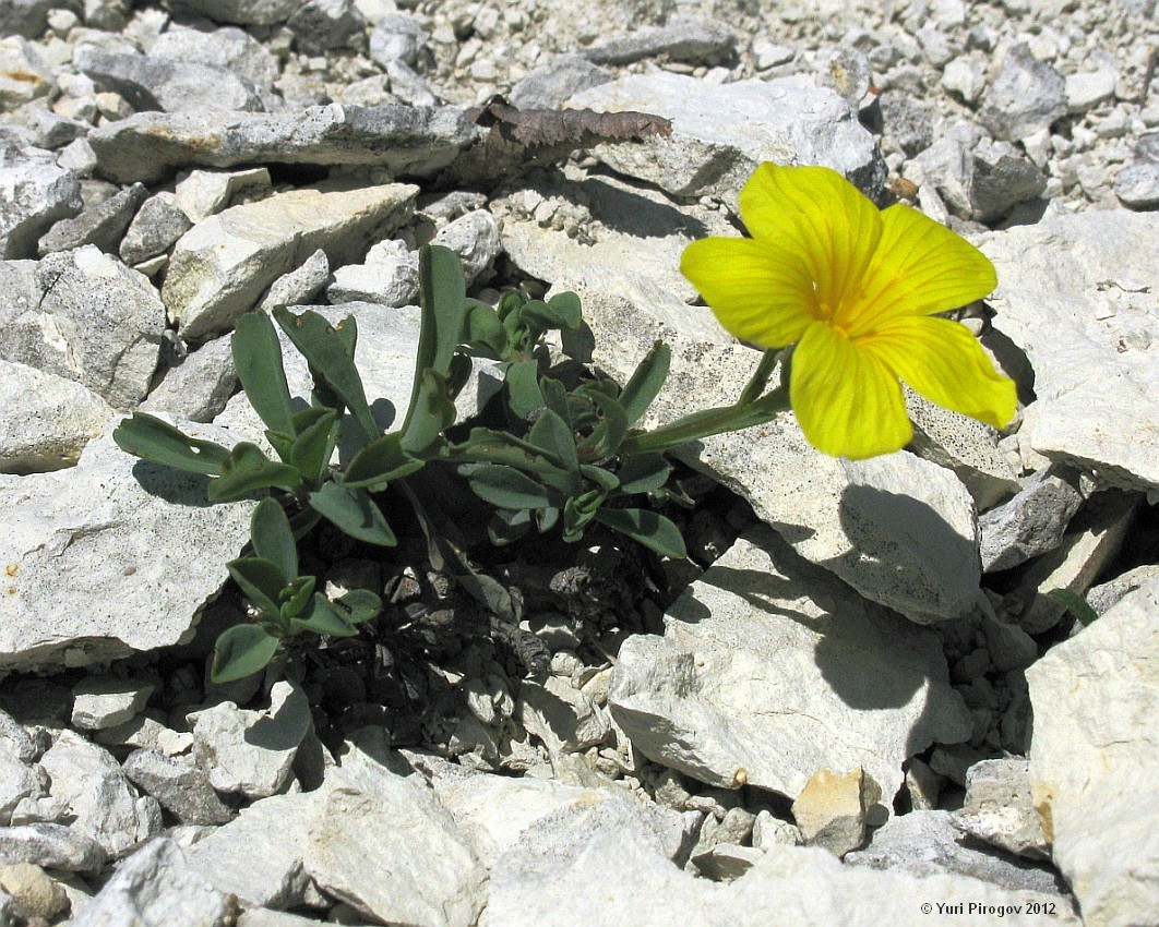 Image of Linum tauricum specimen.