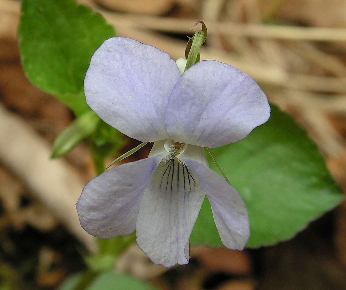 Изображение особи Viola sacchalinensis.