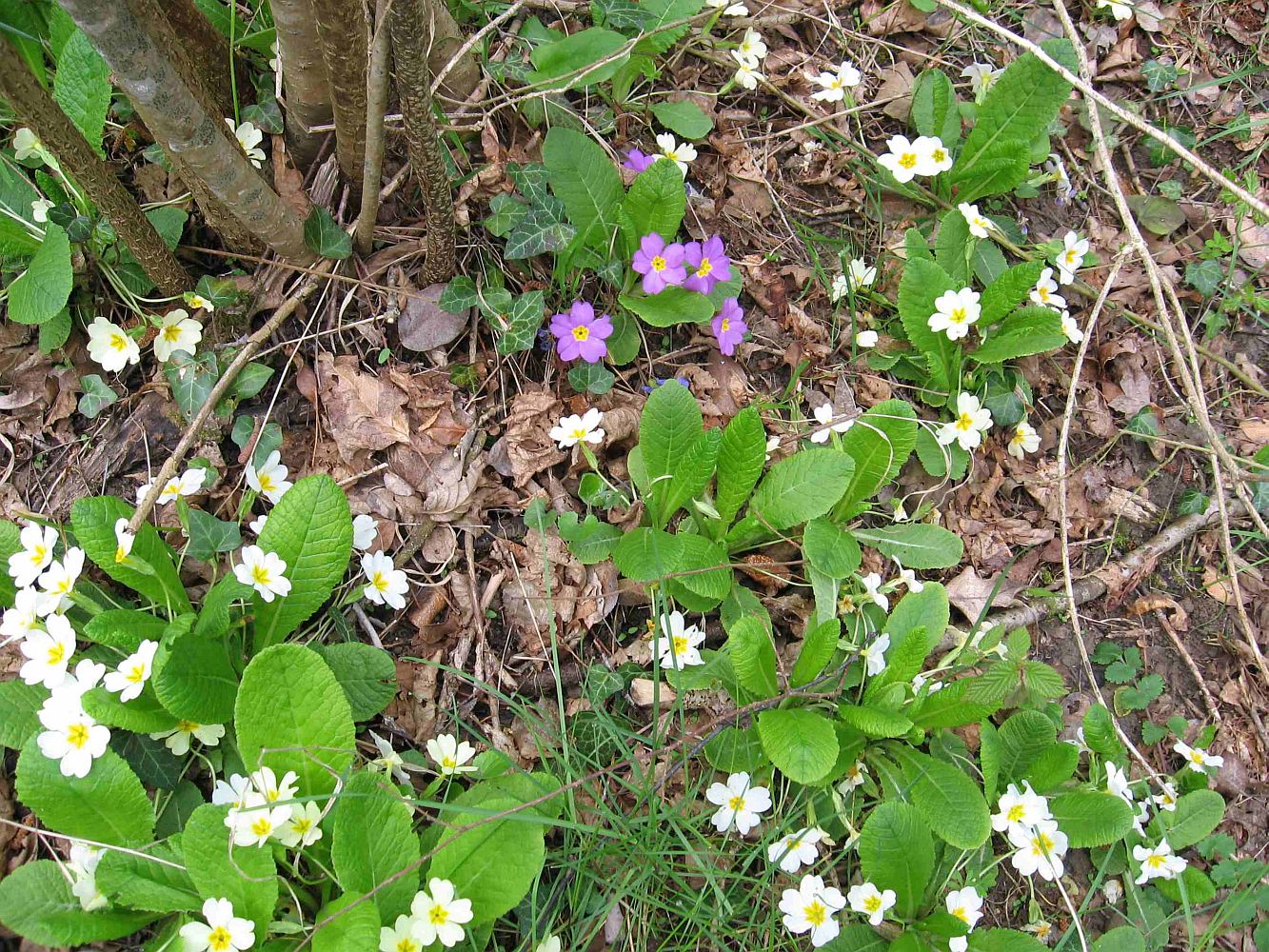 Image of Primula vulgaris specimen.