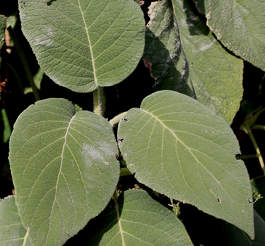 Image of Hydrangea aspera ssp. sargentiana specimen.