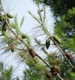 Pinus halepensis. Ветки с шишками разного возраста. Монако, Монако-Вилль, сады Сен-Мартен, у спуска со Скалы. 19.06.2012.