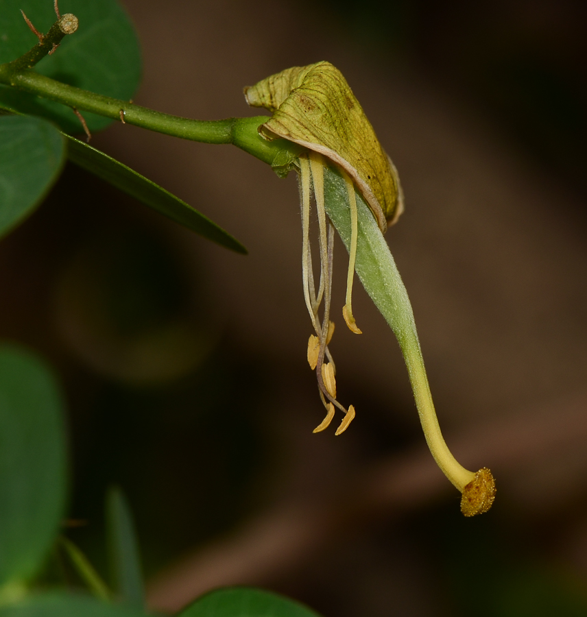 Изображение особи Bauhinia tomentosa.