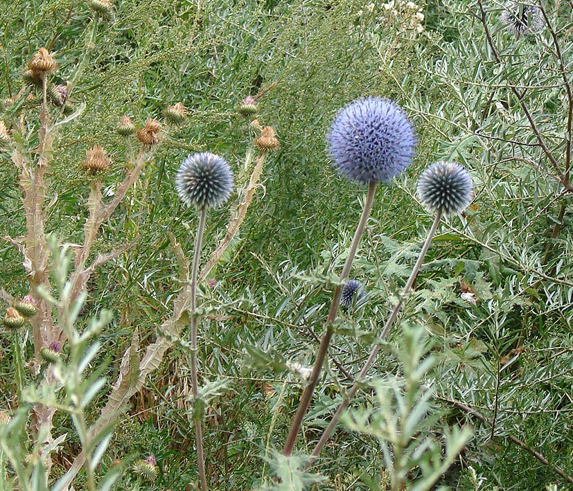 Image of Echinops chantavicus specimen.