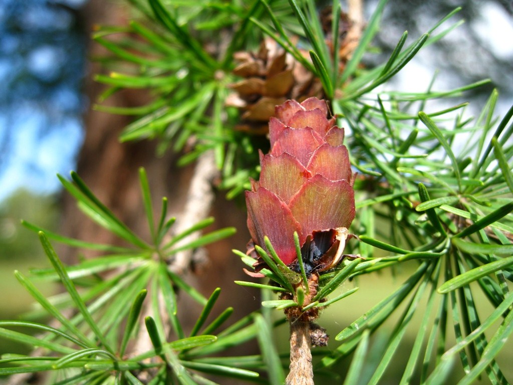 Image of Larix cajanderi specimen.