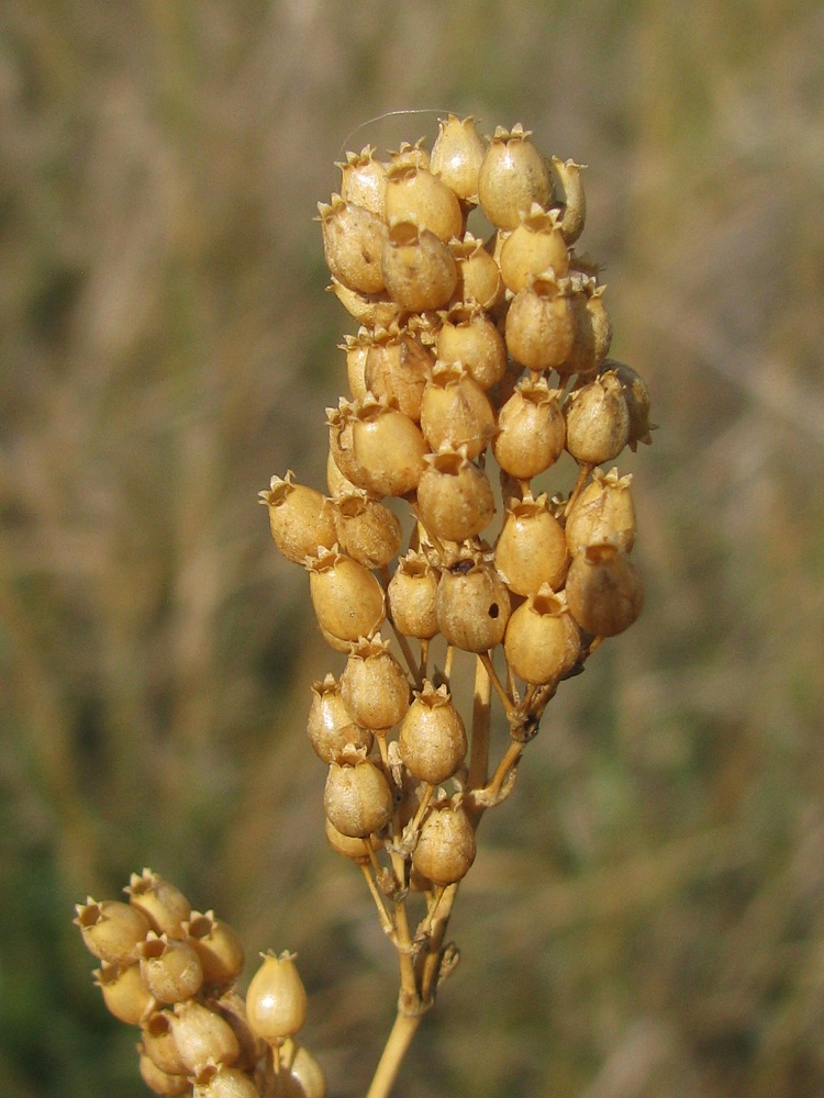 Image of Silene wolgensis specimen.