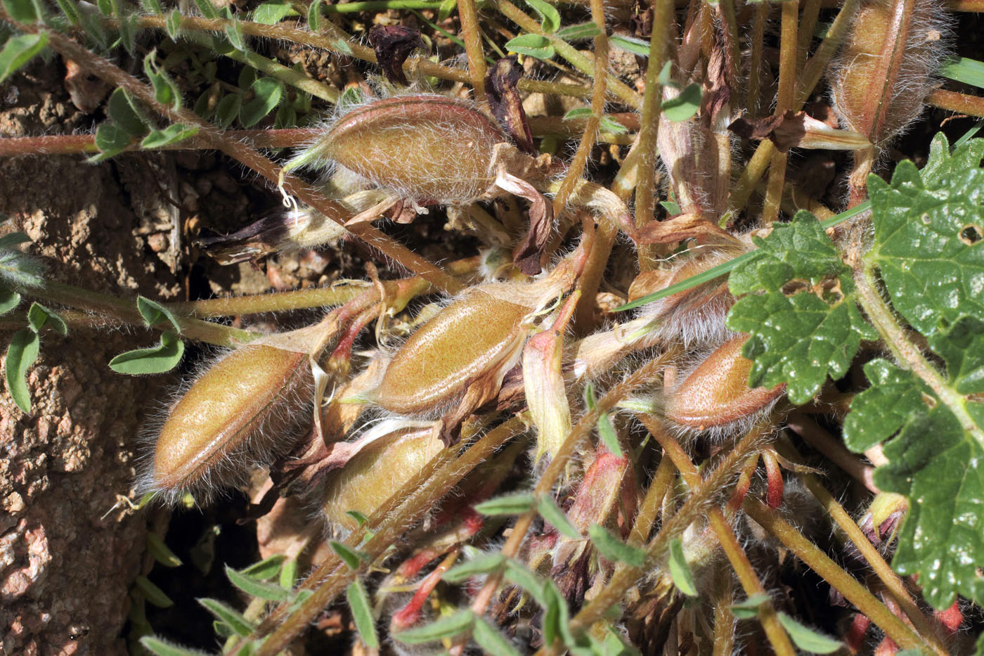 Изображение особи Astragalus atrovinosus.