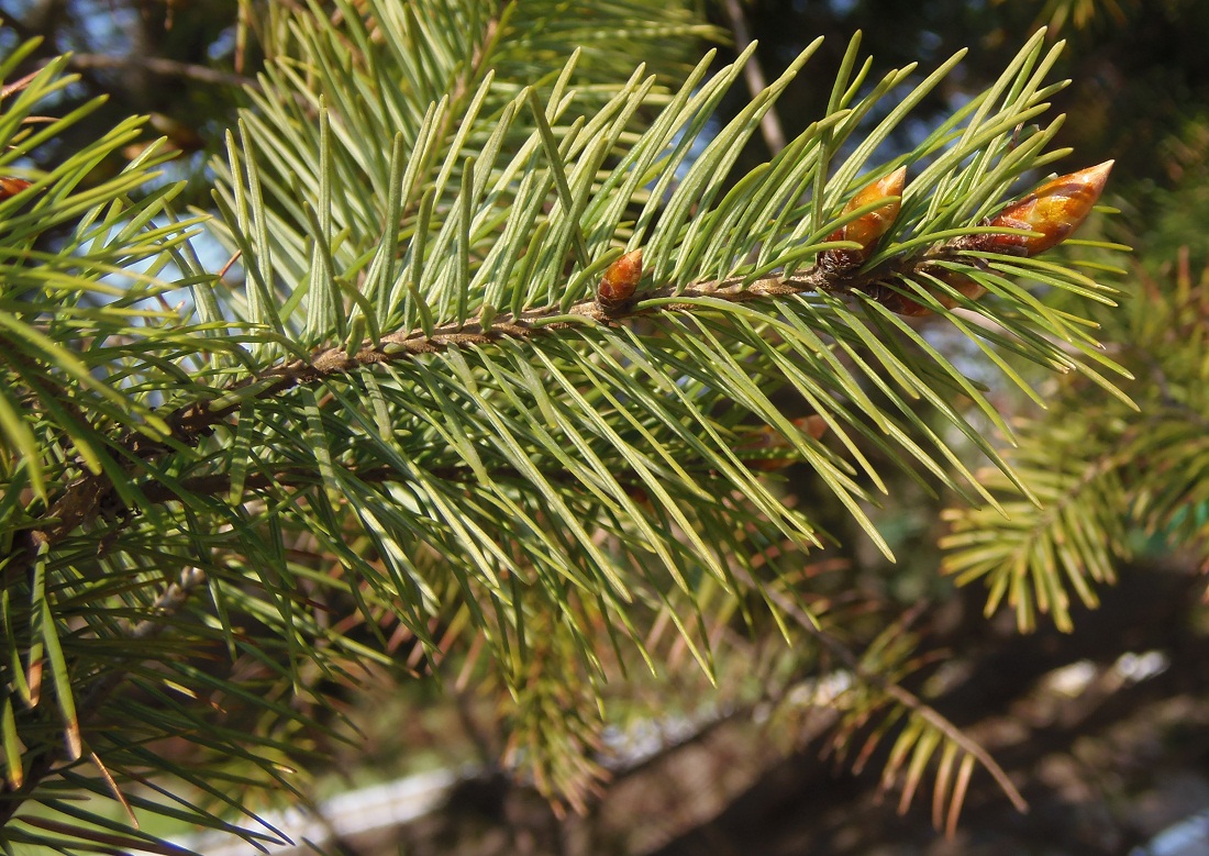 Image of Pseudotsuga menziesii specimen.